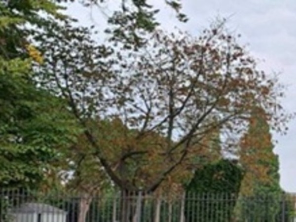 trees in rathgar